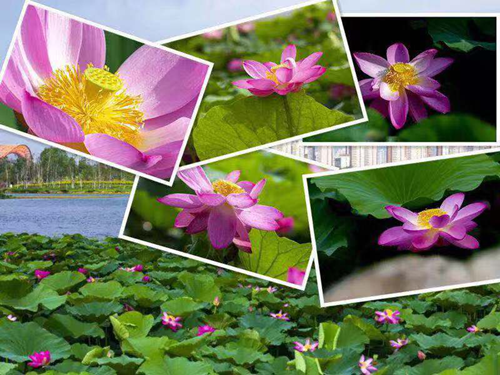 尊龙凯时-人生就是搏中国官方网站